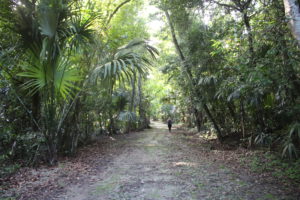 La foresta pluviale del Parco di Tikal