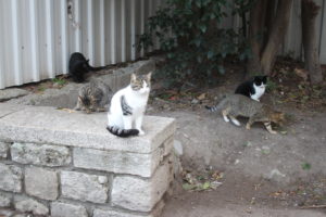 I Gatti di Istanbul - 1