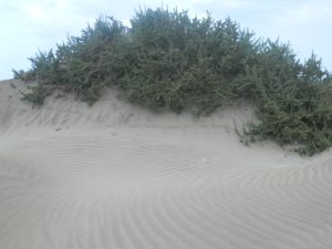 Sabbia pseudo-desertica di Caleta de Famanà