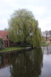 Particolare immagine di un canale di Utrecht