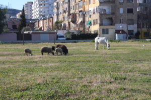 Il Cavallo Bianco e le sue amichette brucano in un parco pubblico